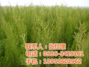 金葉女貞芙芳藤連翹花卉苗木,花卉苗木,低價供應(yīng)