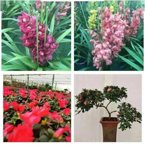 花滿金陵,美好生活 2022南京精品年宵花展來啦