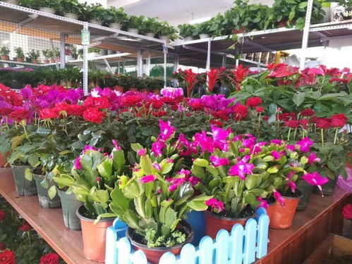 我市首家水產(chǎn)花卉批發(fā)市場投入使用