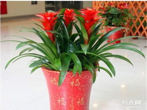 上海正大園藝植物租賃,植物租擺,植物出售