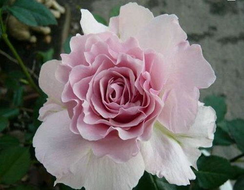 3款花堪稱花中精品,植株小巧可愛,全年開花不停